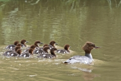 Morčák velký (Mergus merganser)