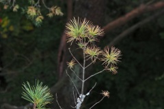 PA0039