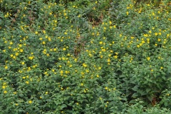 PA0066